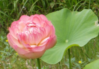 Lotus flower picture