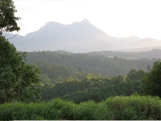 Overlooking junge at dawn