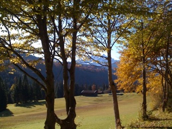 Danish forest picture